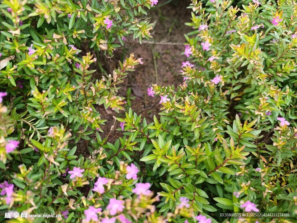 繁茂花丛中的紫色小花