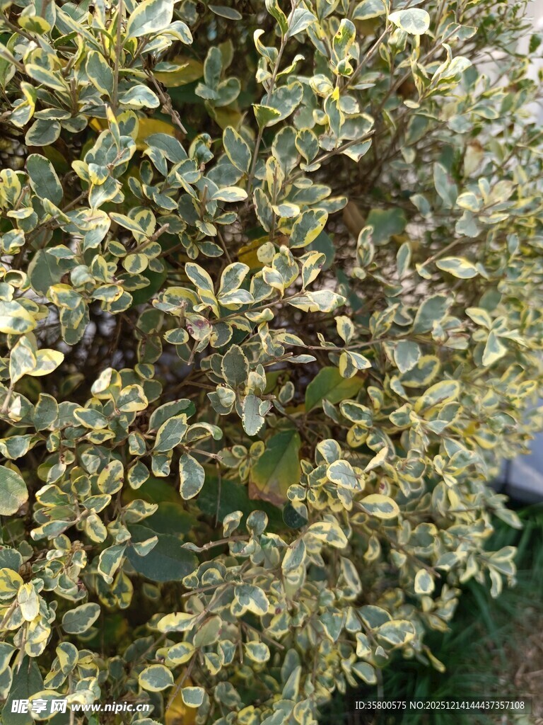 绿叶繁茂的植物特写