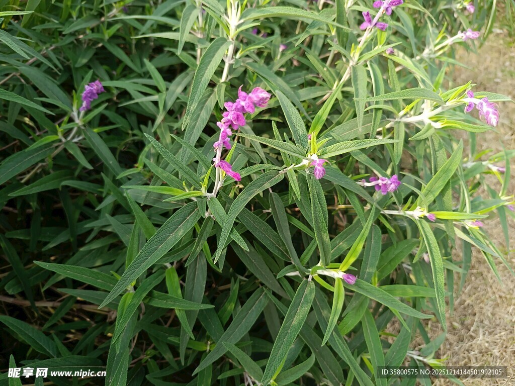 紫色小花绽放于绿叶间