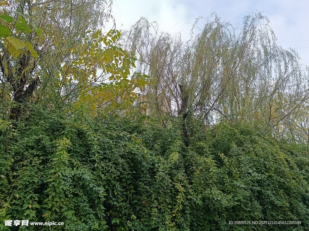 秋日葱郁树木与藤蔓景观