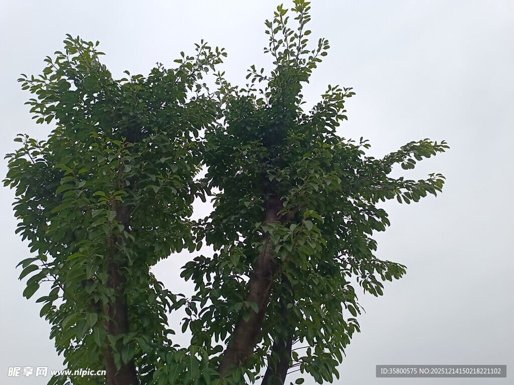 两棵绿树傲立天空