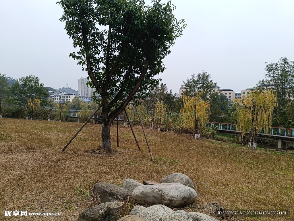 户外草地旁的孤树与石堆