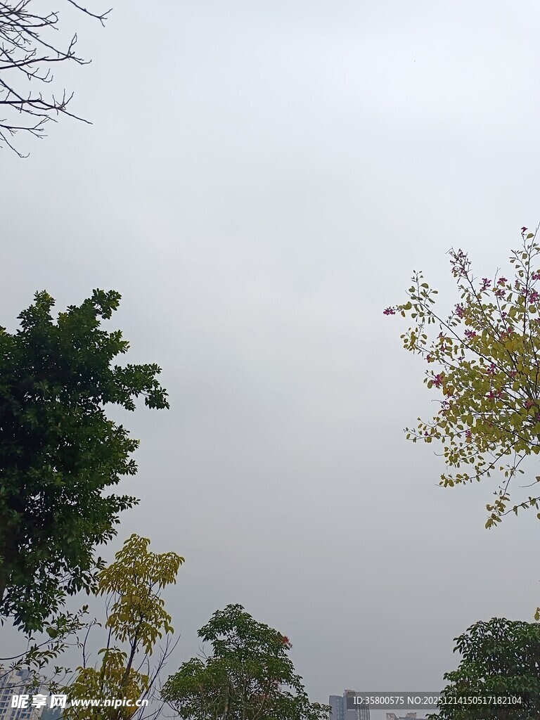 阴天中的树木景色