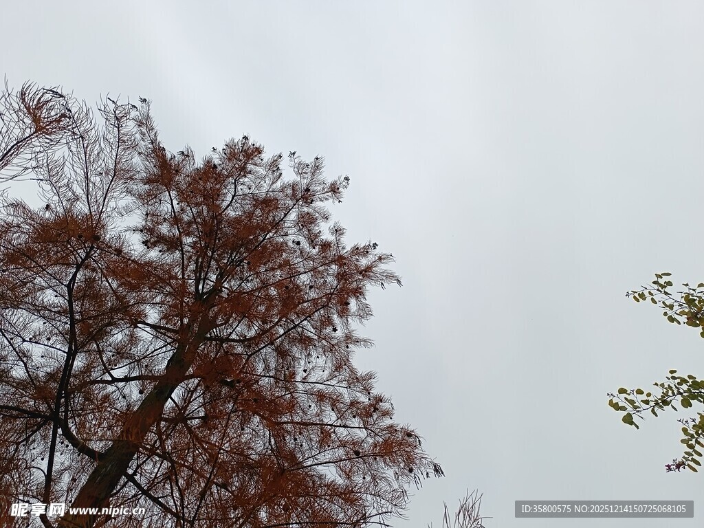 秋日红树与灰白天空