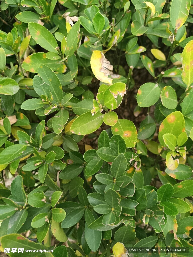 绿叶丛中的小鸟