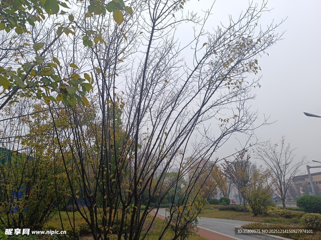 雾中公园的树木与小路