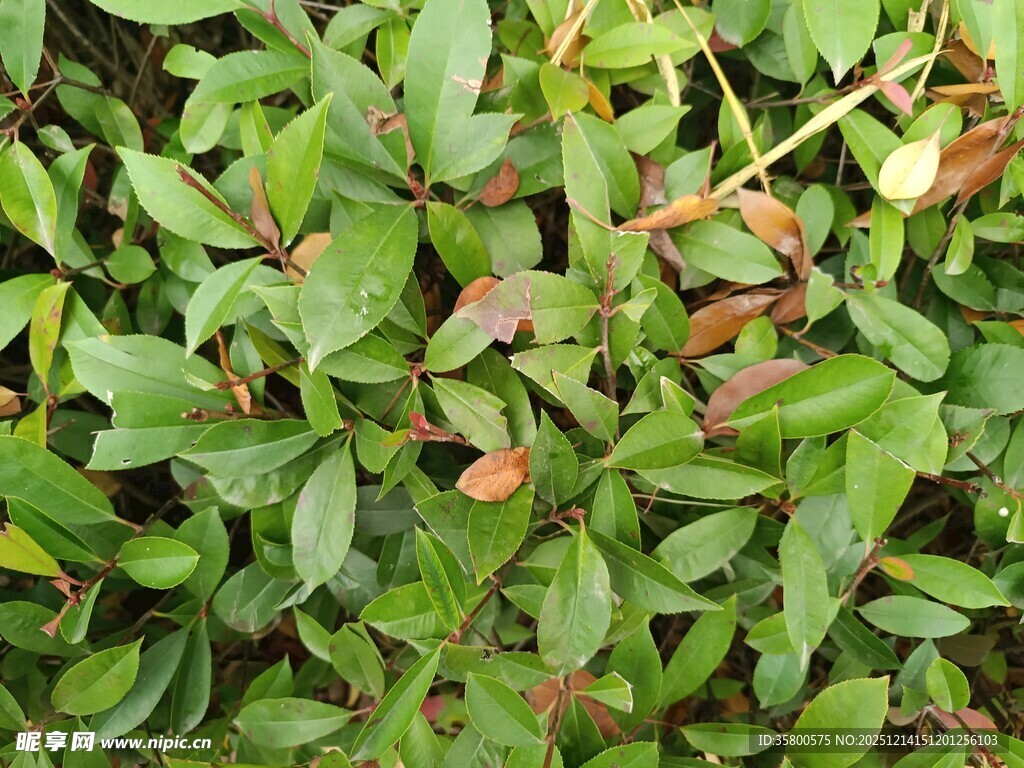 翠绿繁茂的植物叶片