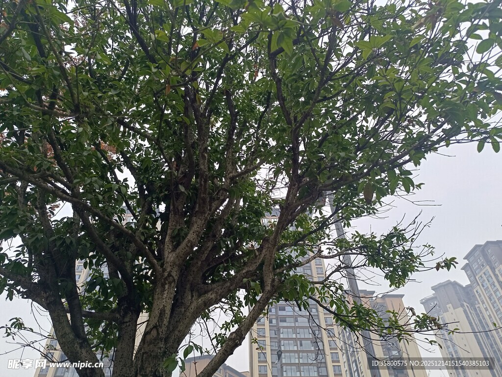 城市中茂盛的大树