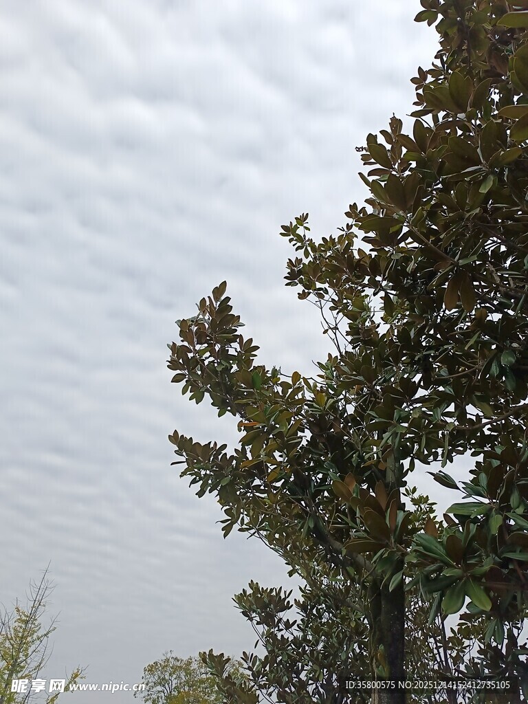 天空下的葱郁树木