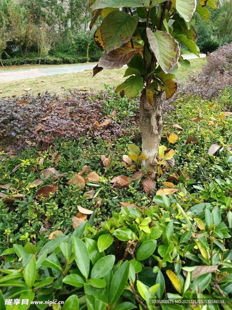 繁茂绿植中的树木景观