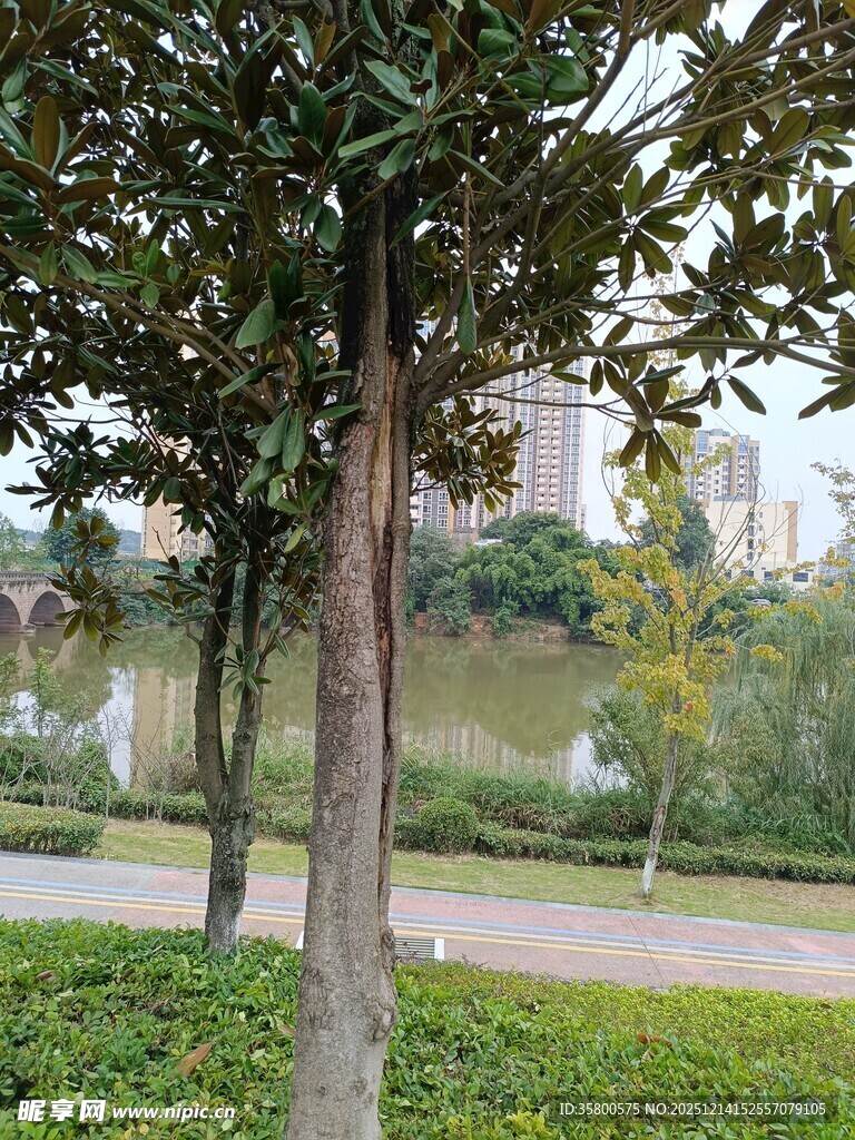 公园绿树成荫的宁静景致