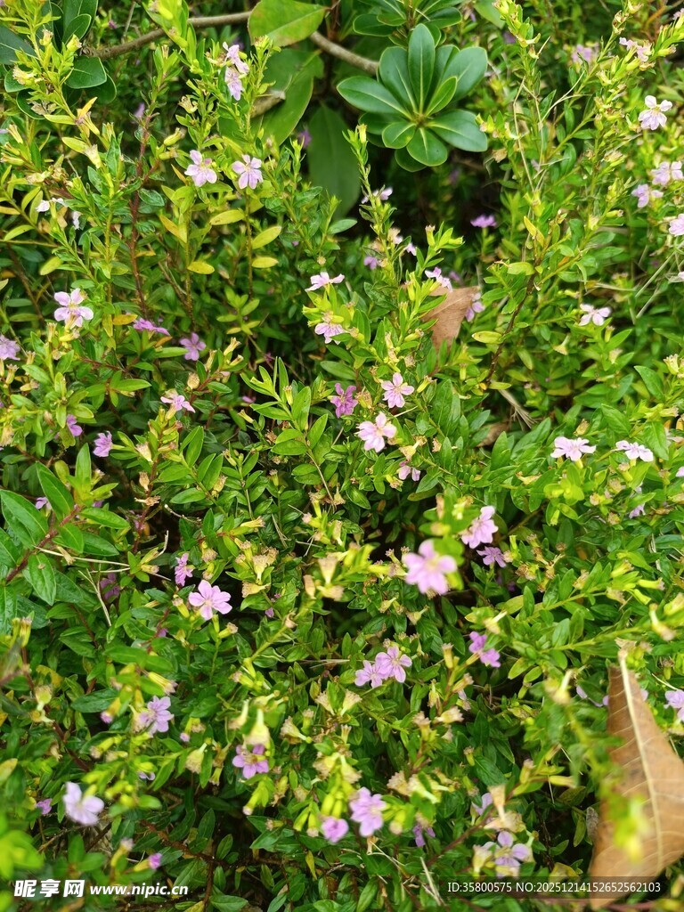 绿叶间的粉嫩小花