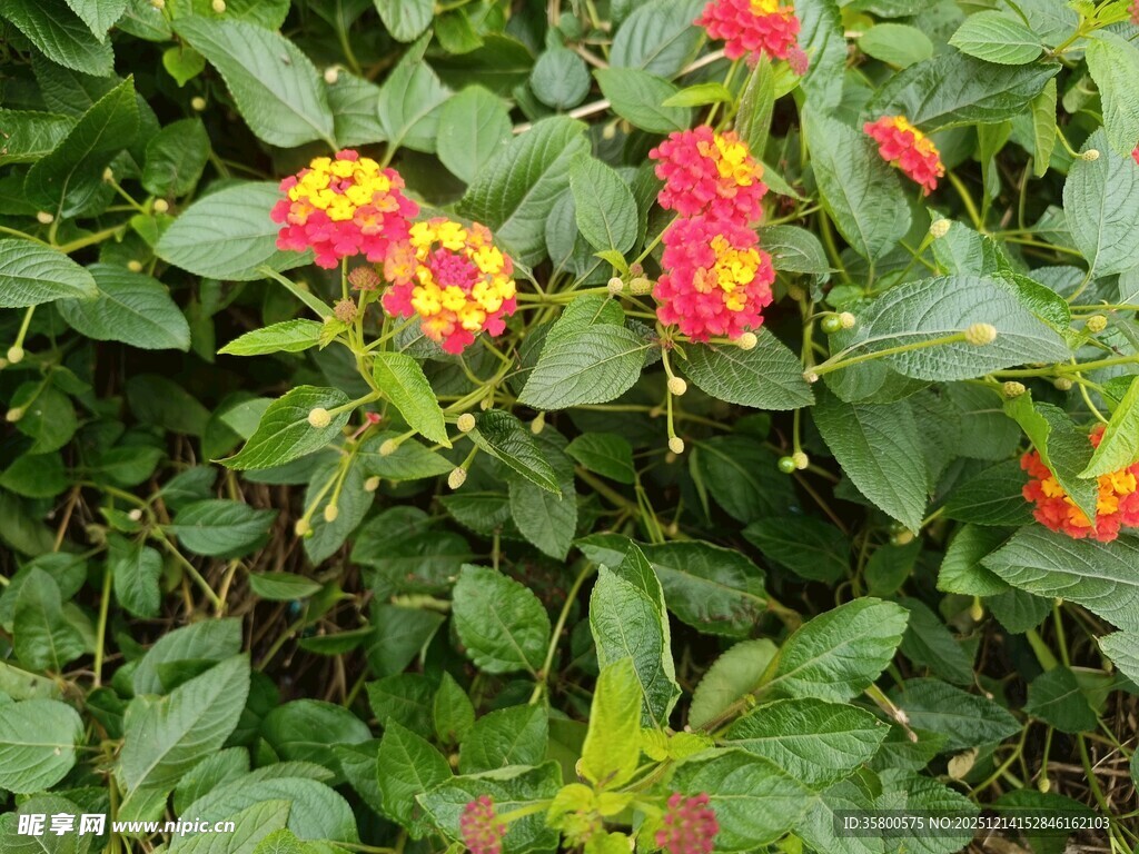 多彩花卉绽放绿叶间