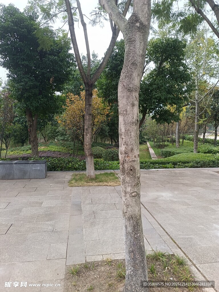 户外空旷的树木景观