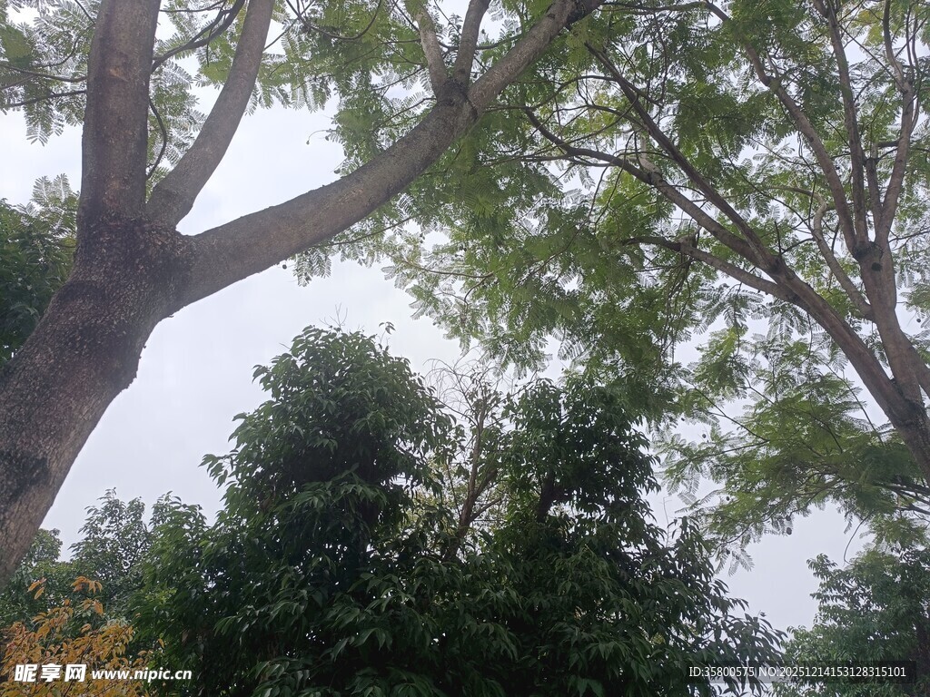 高大繁茂的树木景观