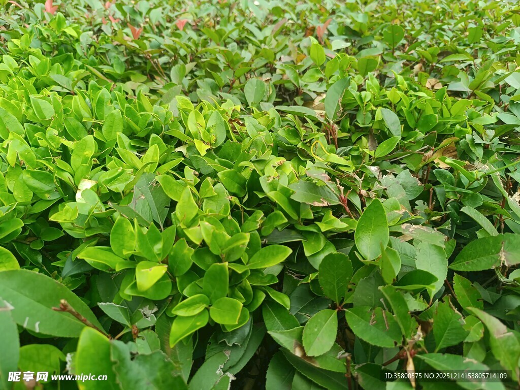 翠绿繁茂的植物景观