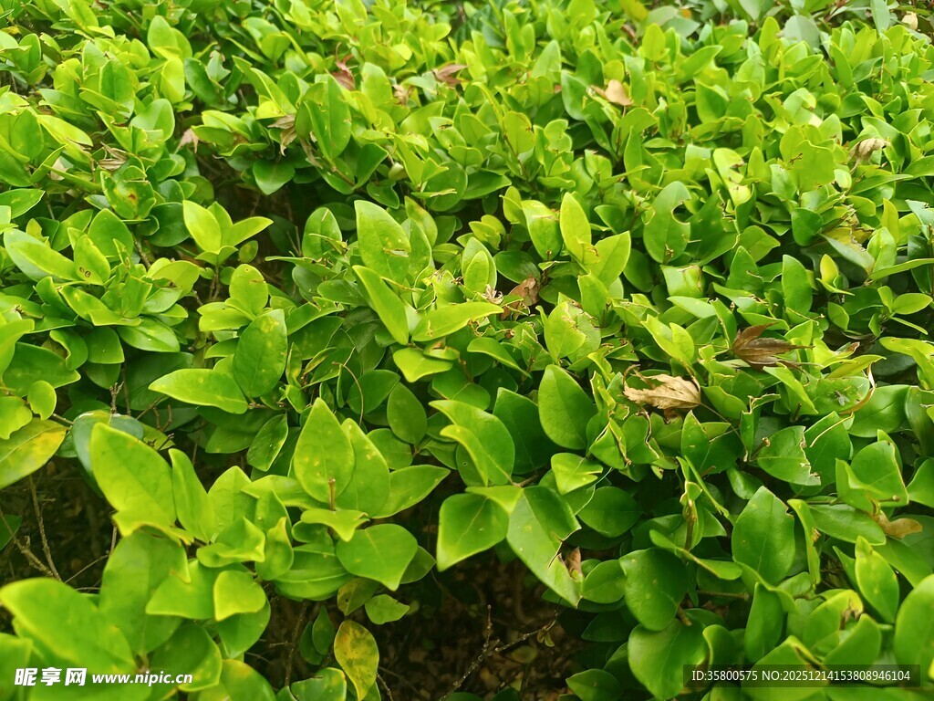 翠绿繁茂的绿植叶片