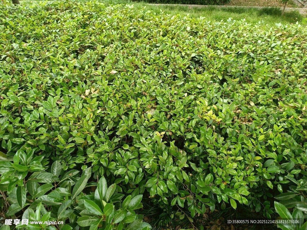 翠绿繁茂的绿植景观