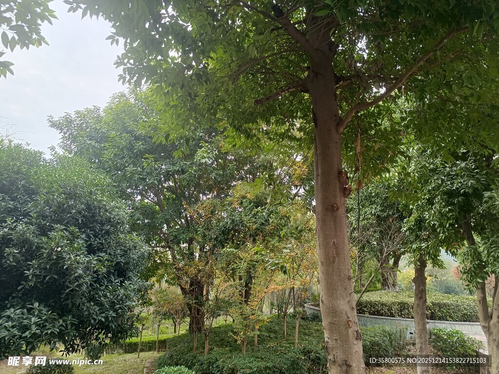 绿意盎然的林间景致