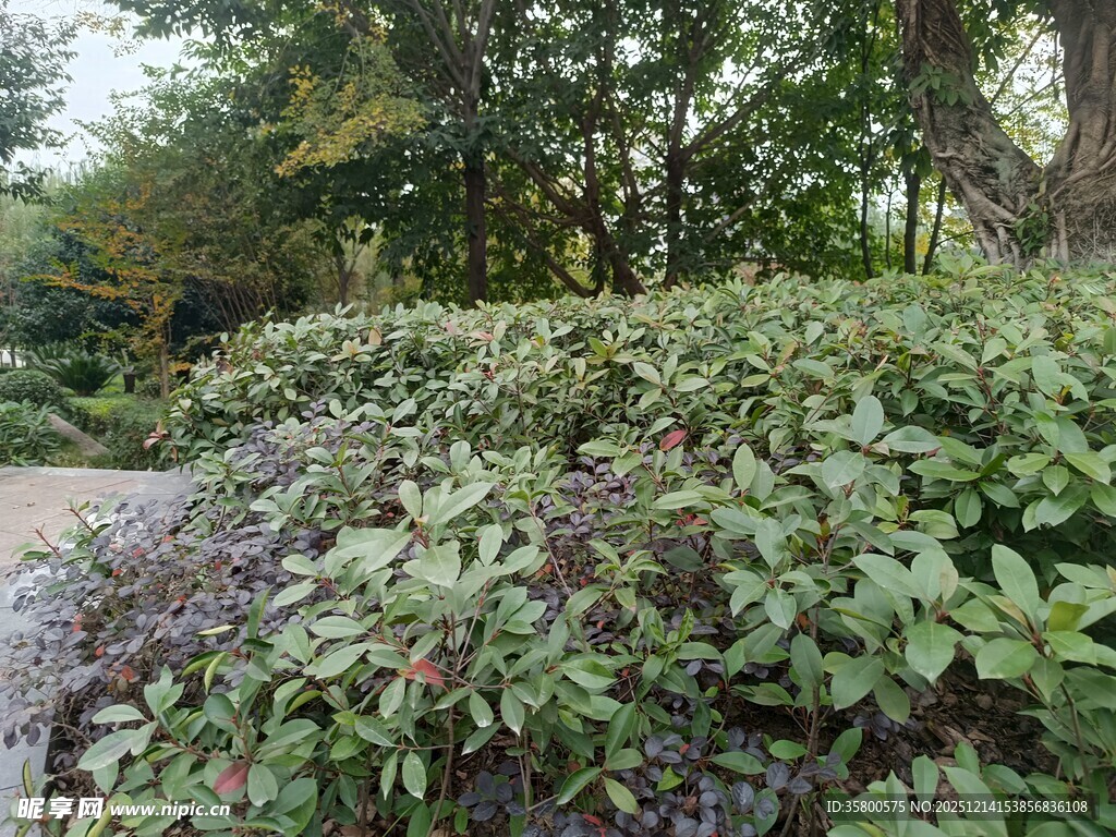 繁茂绿植景观