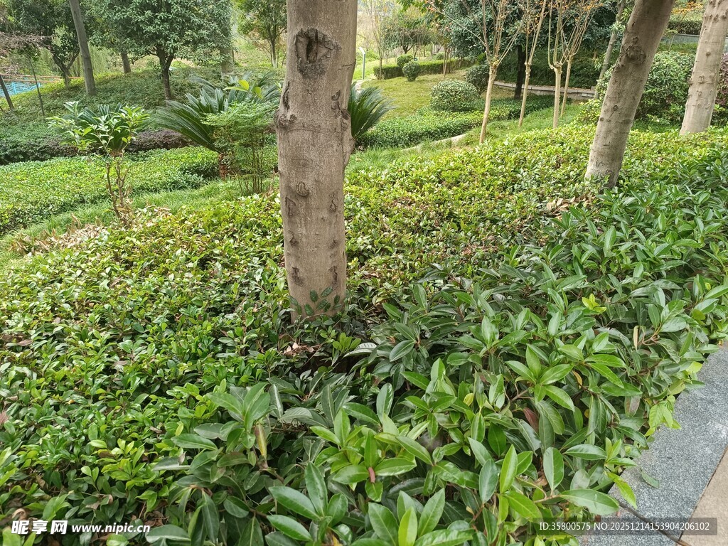 绿意盎然的林间植物景观