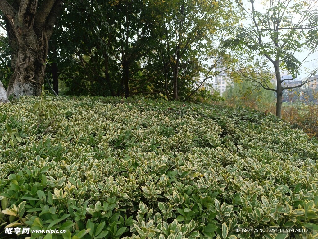 绿意盎然的繁茂植物景观