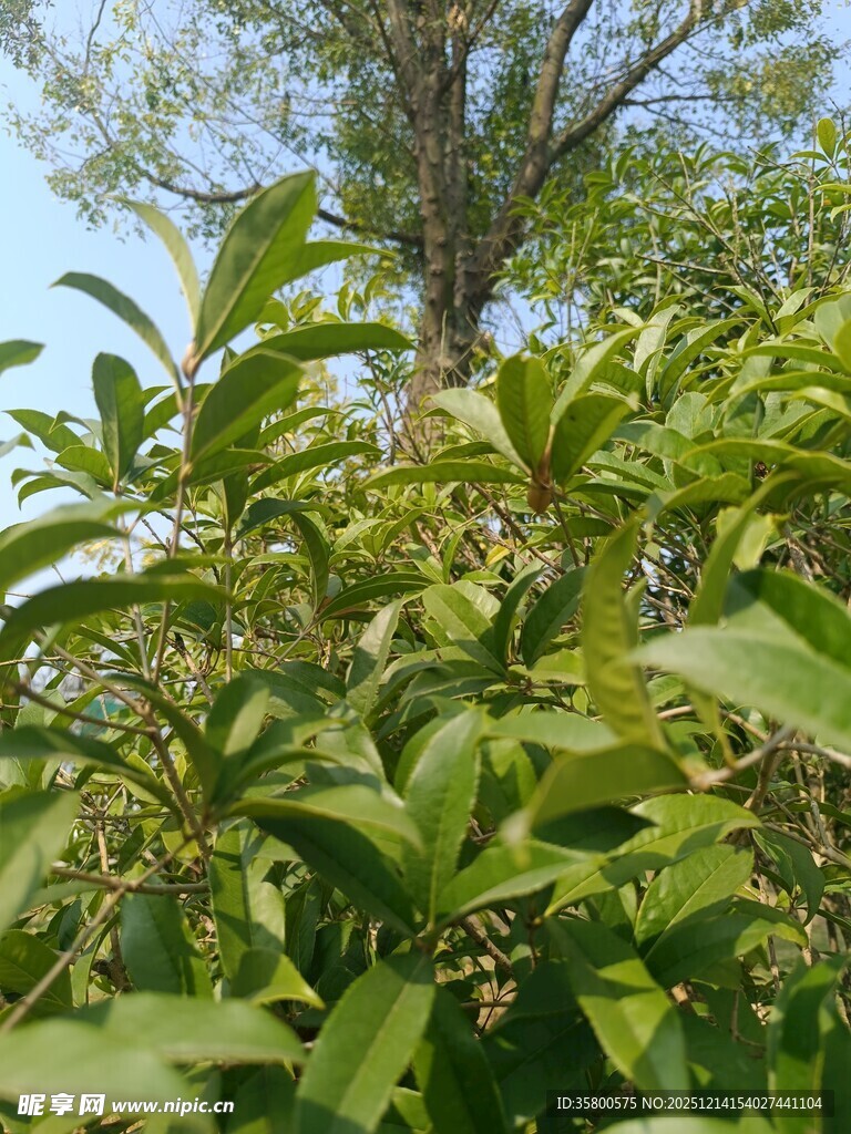绿叶繁花的清新植物景象