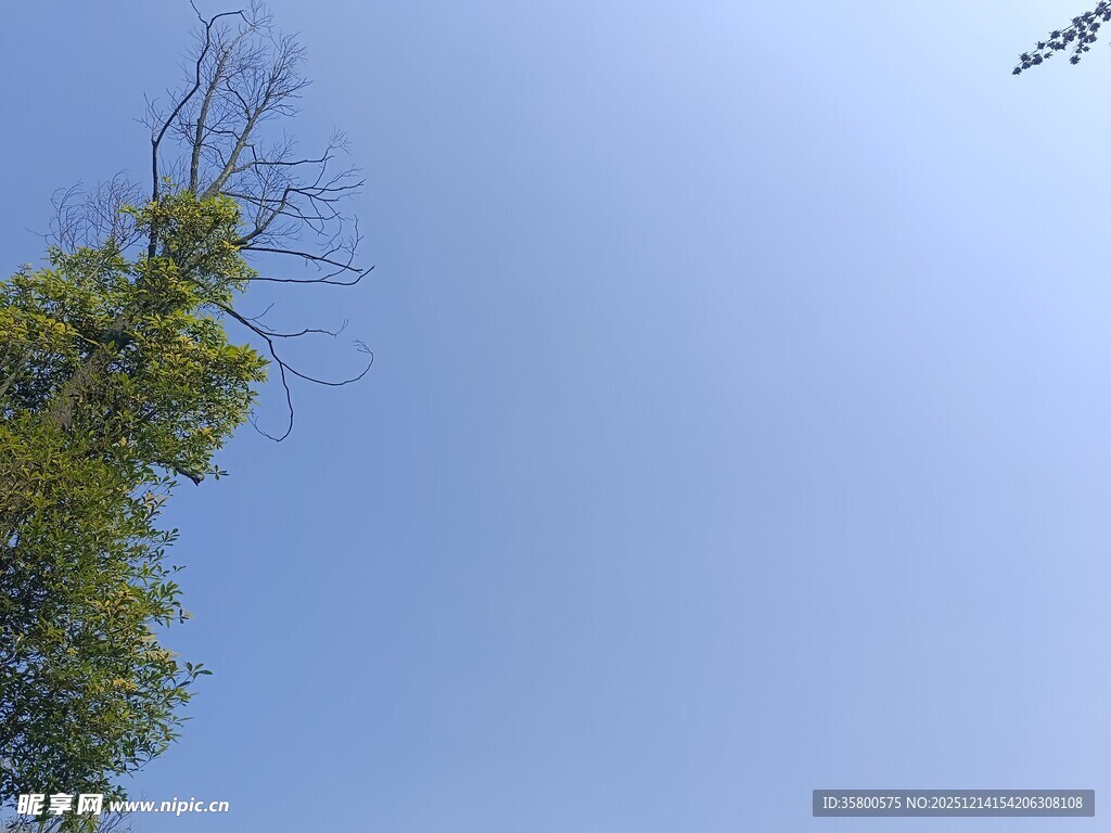 仰望蓝天旁的葱郁树木