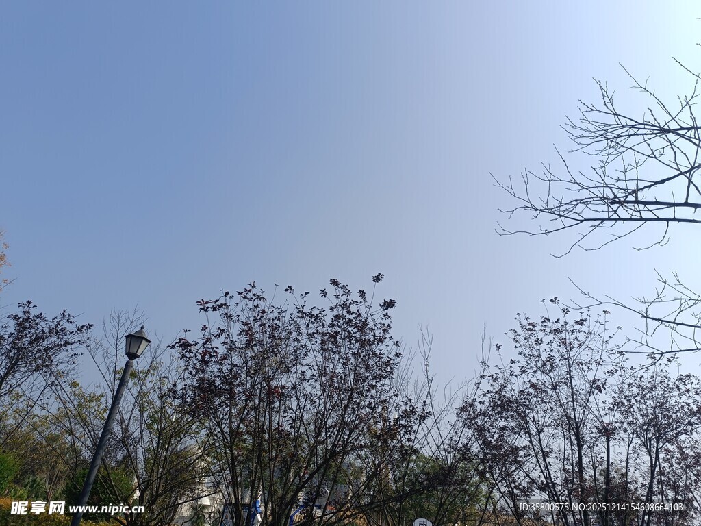 晴朗天空下的树木景致