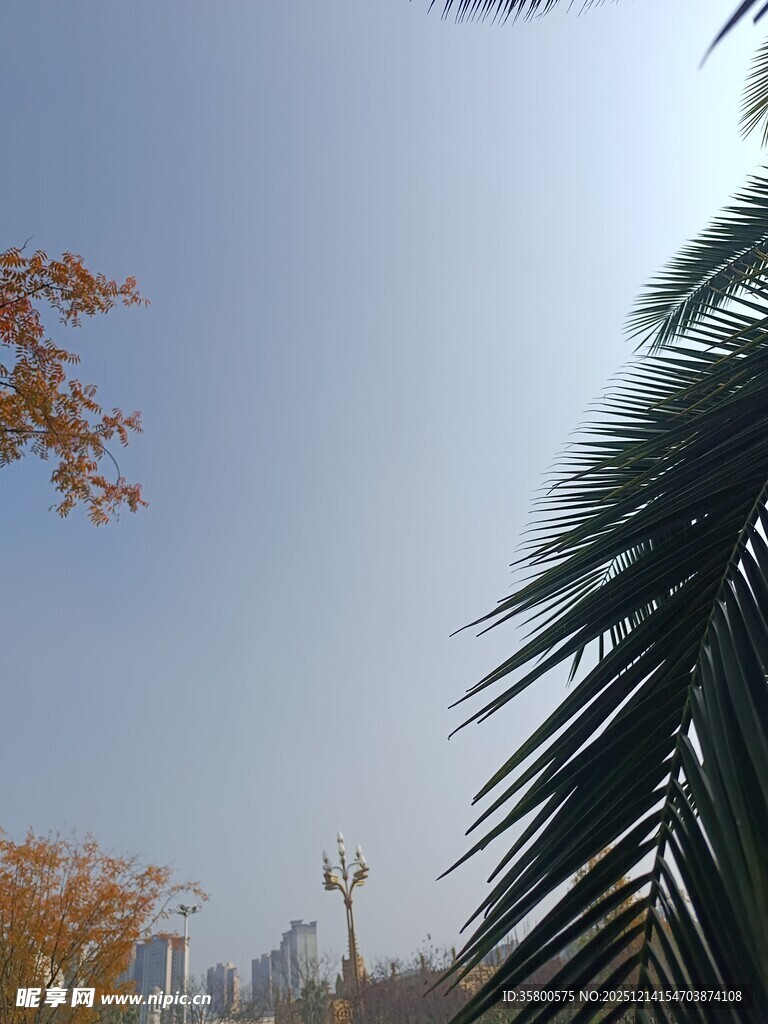 秋日户外植物与城市天际