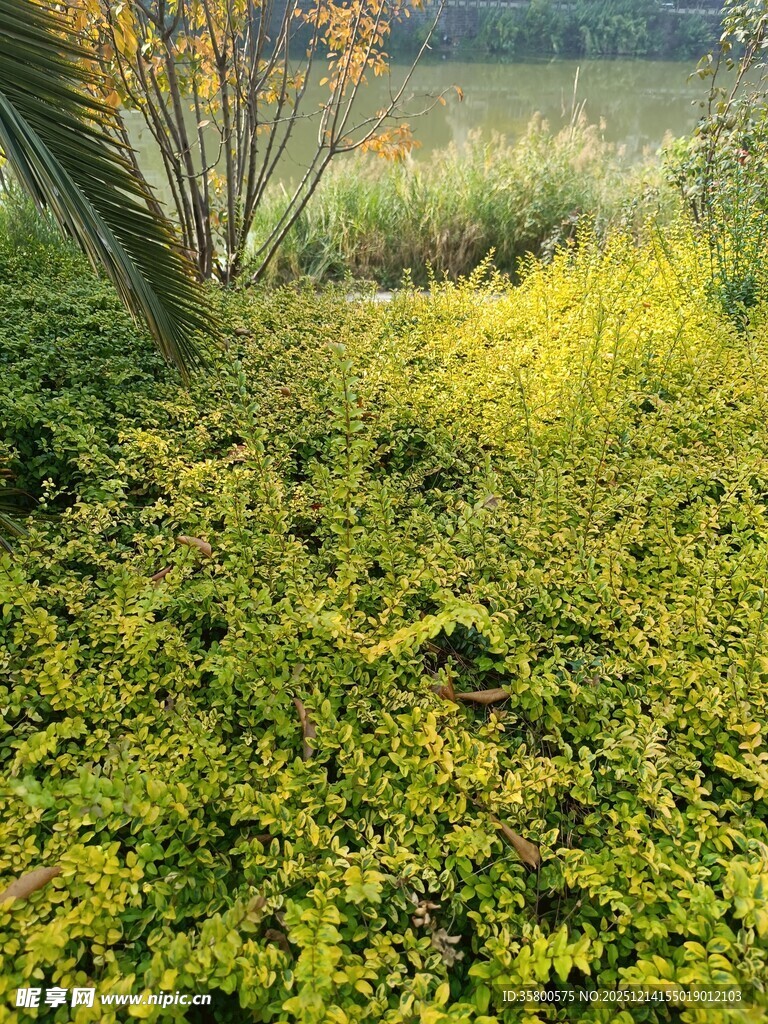 秋日绿野中的生机景象