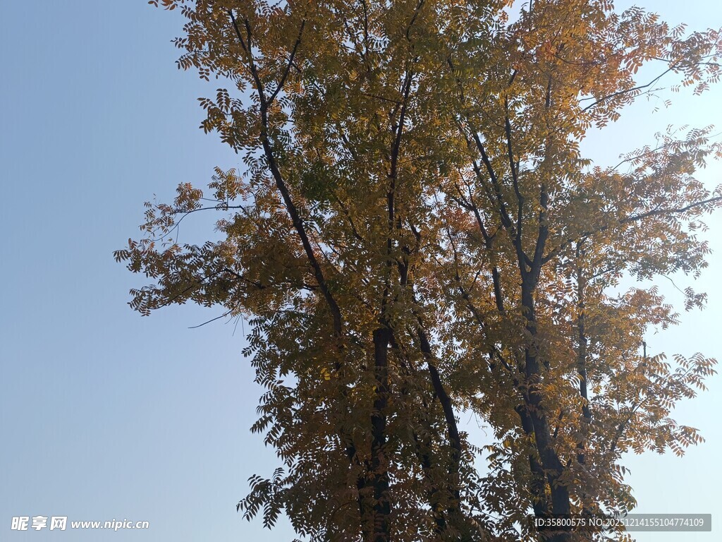 秋日挺拔树木映蓝天