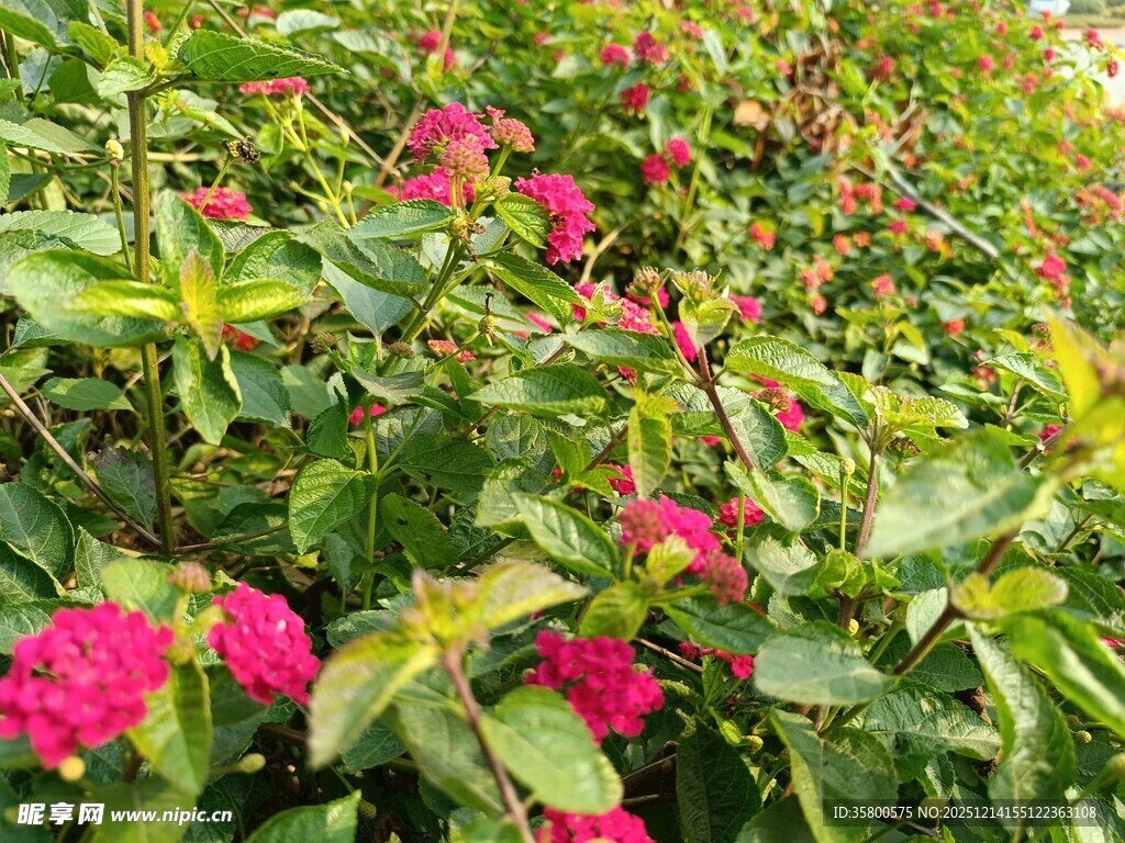 娇艳花丛绿意相伴