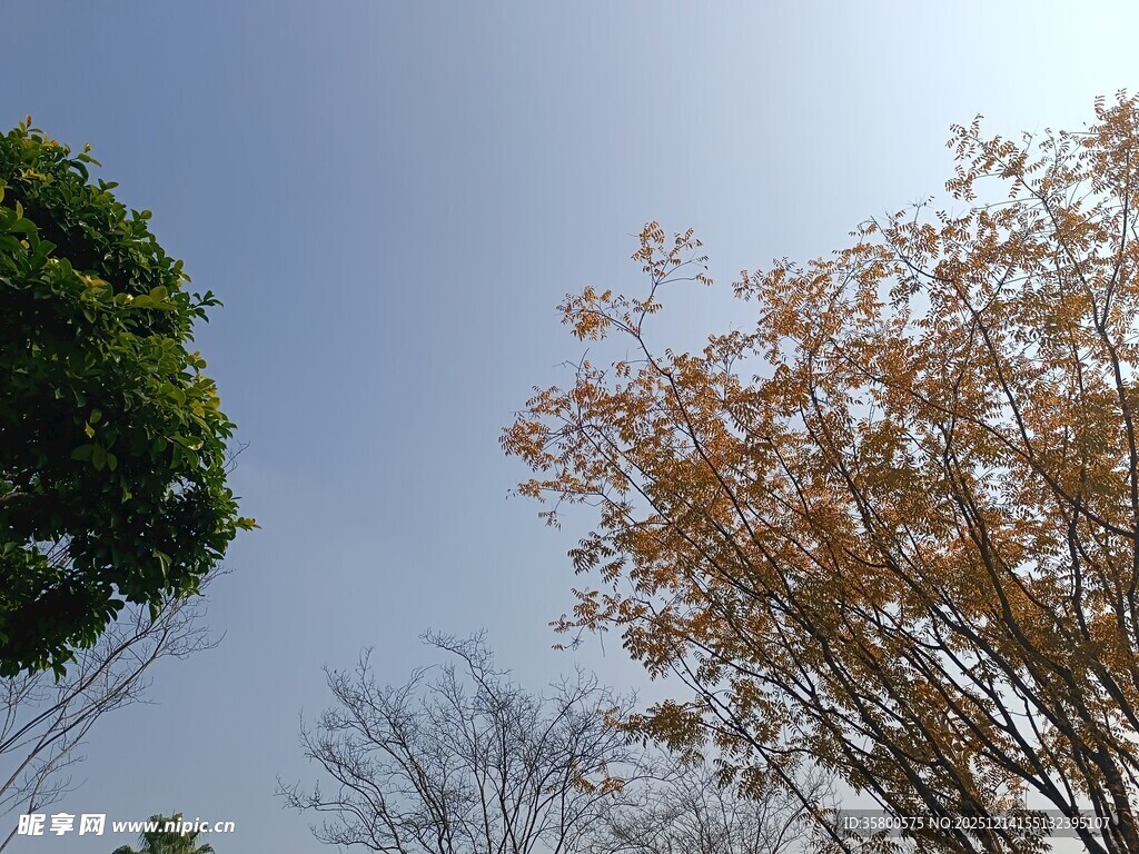 秋日树木与蓝天美景