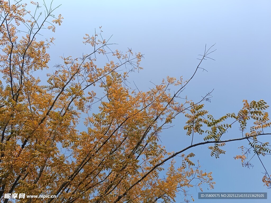 秋日金黄树枝映蓝天