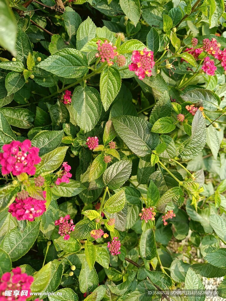 绿叶丛中绽放的艳丽花朵