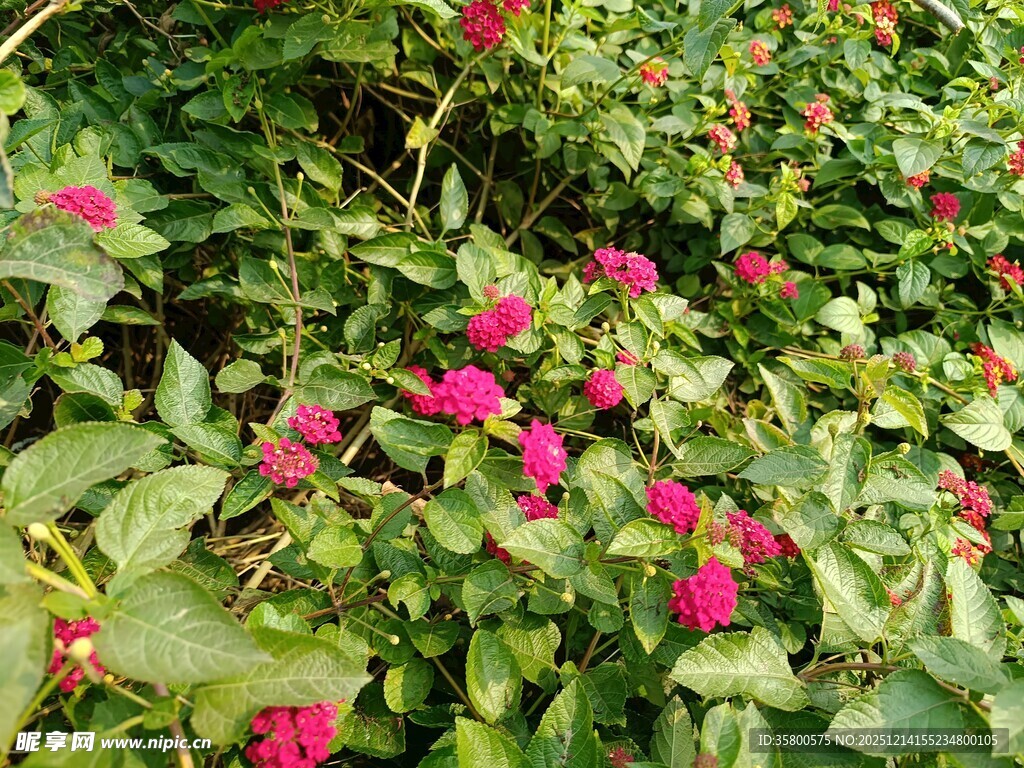 绿叶丛中绽放的娇艳红花