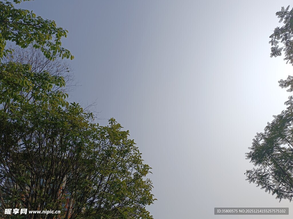 仰视绿树蓝天景象