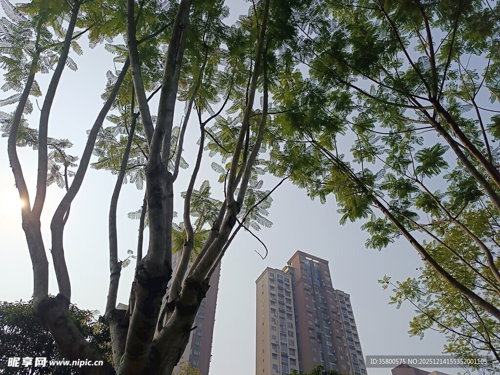 城市中树木与高楼相映