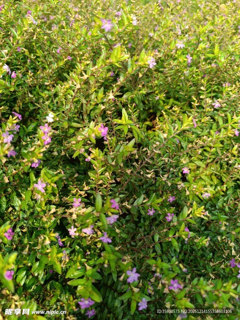 繁茂花丛中的紫色小花