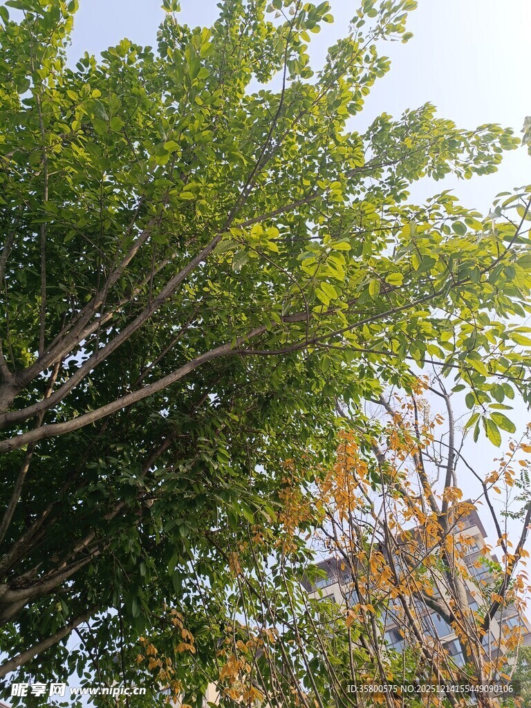 阳光下繁茂的绿树景观