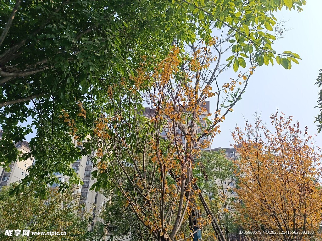 秋日斑斓树木景致