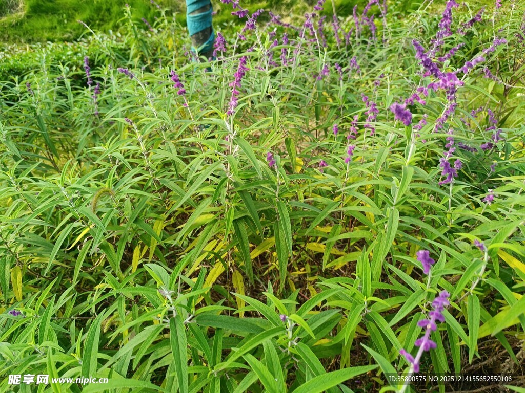 紫色野花与翠绿植物景观