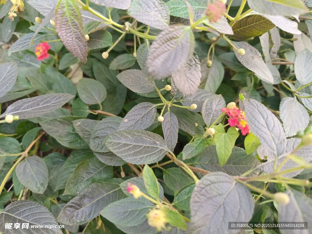 紫叶植物上的红色果实