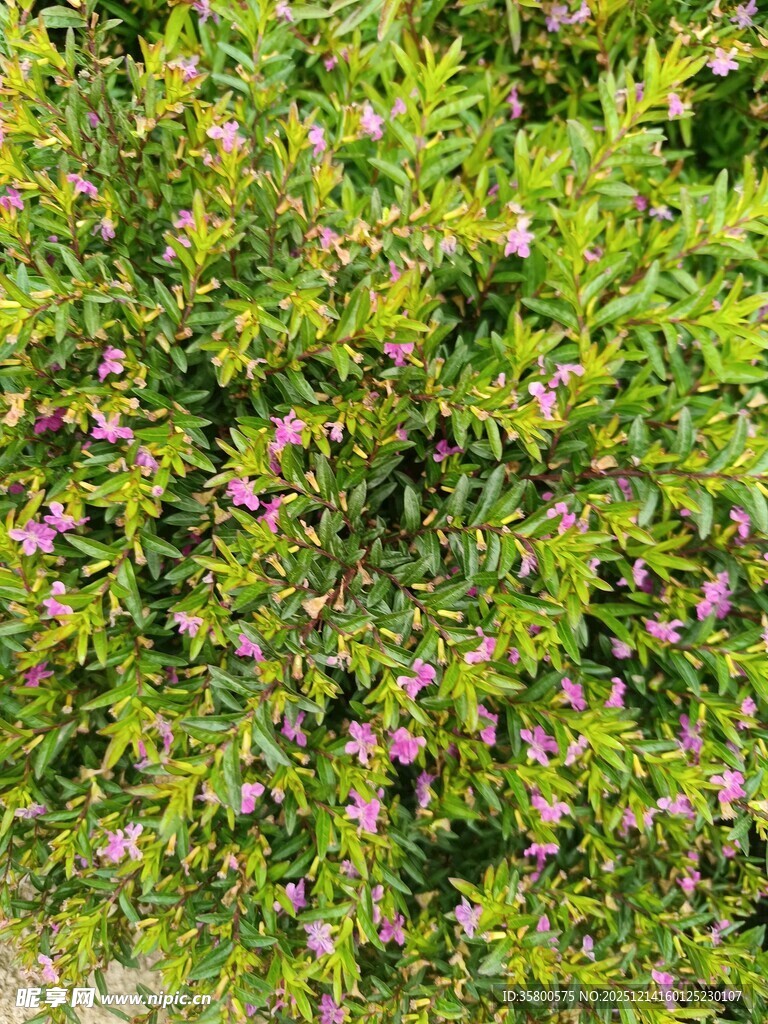 绿叶间绽放的紫色小花