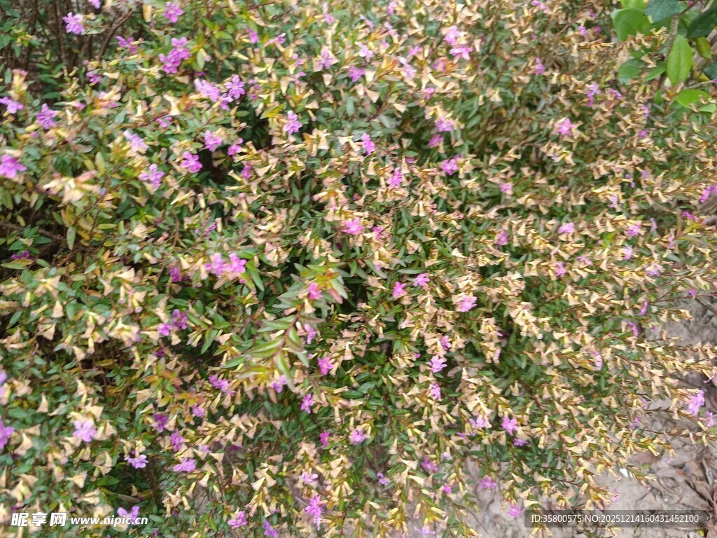 繁茂多彩花卉植物景观