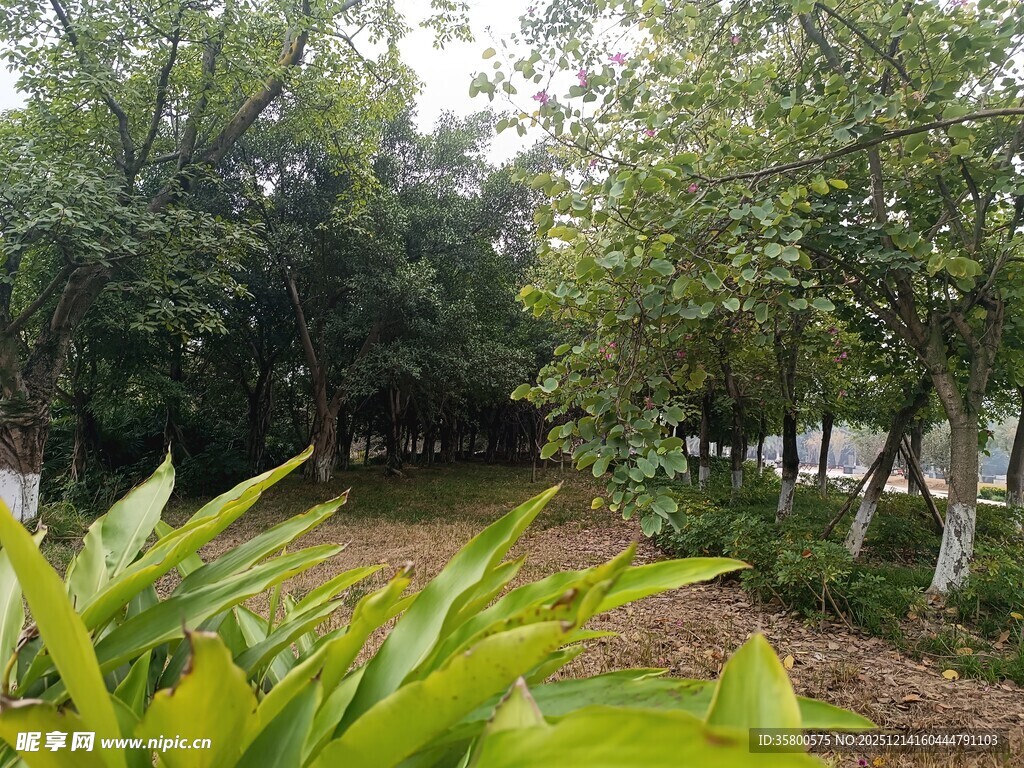 绿意盎然的林间小道