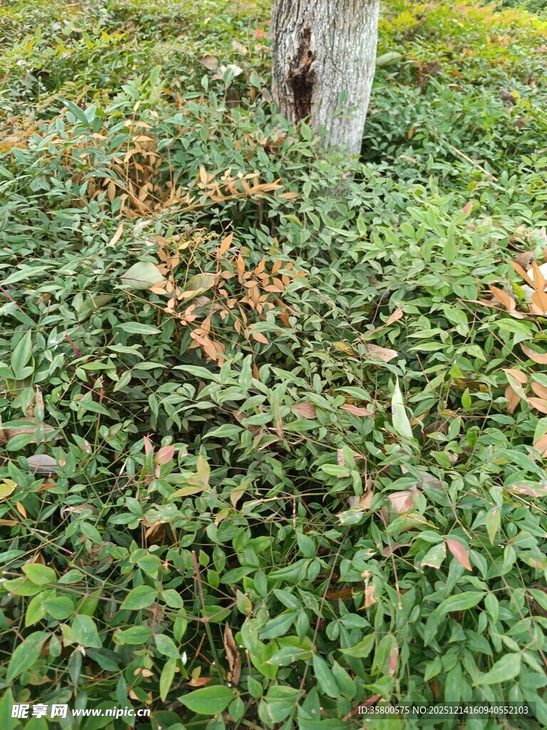 树下繁茂的绿色藤蔓植物