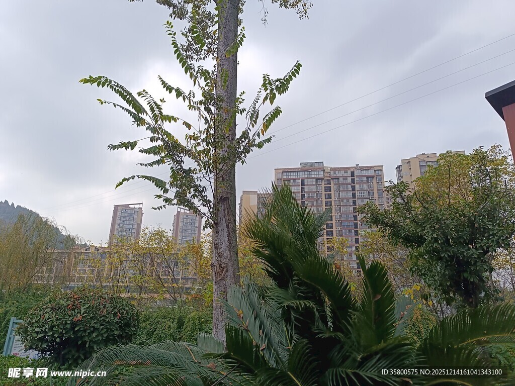 城市中的绿植与高楼景观