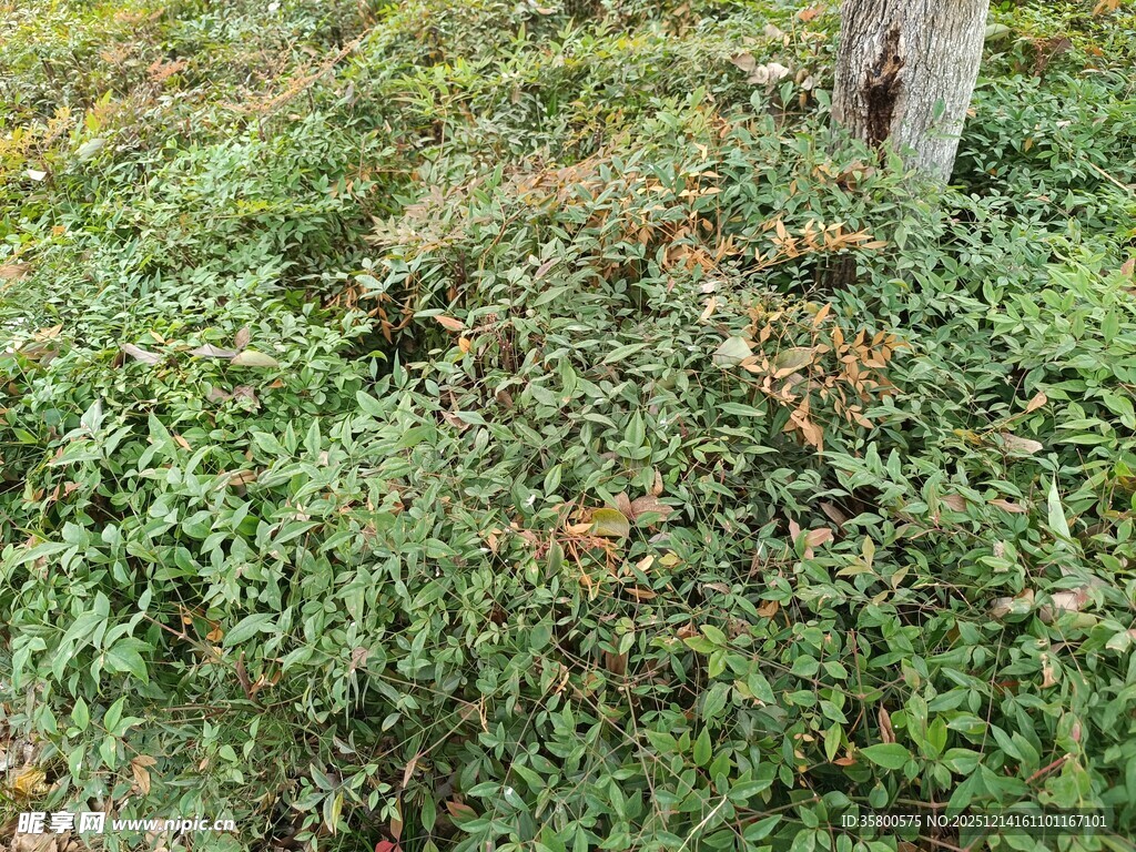 林间繁茂绿植景象